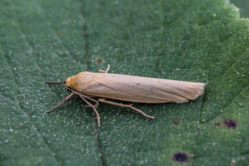 Réf. 197 778 : Eilema sp.
